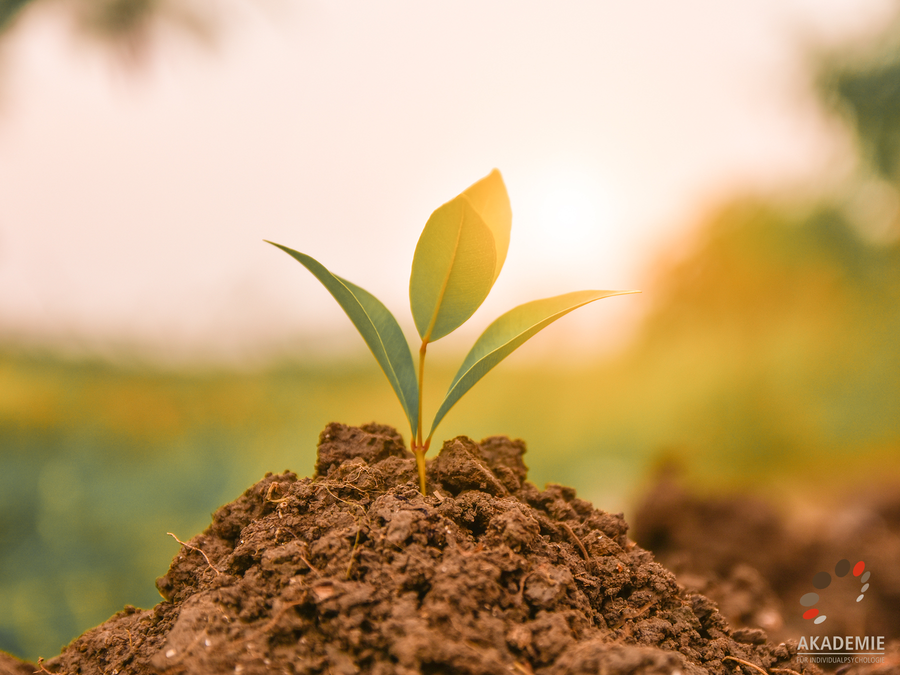 Unterstützung annehmen und weitergeben: individualpsychologische Ausbildung